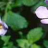 Bacopa 'Lavender Storm', flowers