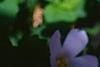 Bacopa 'Lavender Storm', flowers