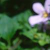 Bacopa 'Lavender Storm', flowers