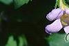 Bacopa 'Lavender Storm', flowers