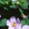 Bacopa 'Lavender Storm', flowers