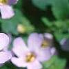 Bacopa 'Lavender Storm', flowers