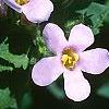 Bacopa 'Lavender Storm', flowers