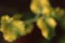 Bacopa 'Olympic Gold', flowers