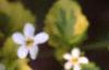 Bacopa 'Olympic Gold', flowers