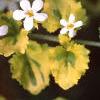 Bacopa 'Olympic Gold', flowers