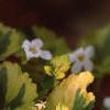 Bacopa 'Olympic Gold', flowers