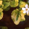Bacopa 'Olympic Gold', flowers