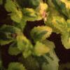 Bacopa 'Olympic Gold', flowers