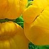 Calceolaria 'Goldie', flowers