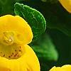 Calceolaria 'Goldie', flowers