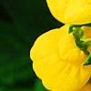 Calceolaria 'Goldie', flowers