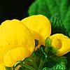 Calceolaria 'Goldie', flowers
