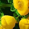 Calceolaria 'Goldie', flowers