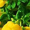 Calceolaria 'Goldie', flowers