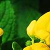 Calceolaria 'Goldie', flowers