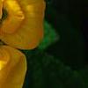 Calceolaria 'Goldie', flowers