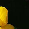 Calceolaria 'Goldie', flowers