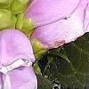 Chelone lyonii, flowers