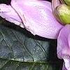 Chelone lyonii, flowers