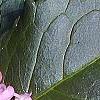 Chelone lyonii, flowers