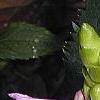 Chelone lyonii, flowers