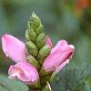 Chelone obliqua, flowers