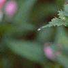 Chelone obliqua, flowers