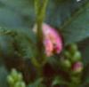 Chelone obliqua, flowers