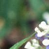 Collinsia verna, flowers