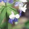 Collinsia verna, flowers