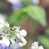 Collinsia verna, flowers