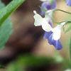 Collinsia verna, flowers