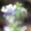Collinsia verna, flowers