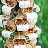 Digitalis ferruginea, flowers