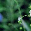 Digitalis ferruginea, flowers