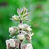 Digitalis ferruginea, flowers
