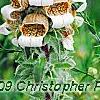 Digitalis ferruginea, flowers