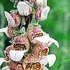 Digitalis ferruginea, flowers
