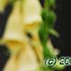 Digitalis grandiflora 'Carillon', flowers