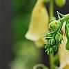 Digitalis grandiflora 'Carillon', flowers