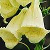 Digitalis grandiflora 'Carillon', flowers
