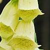 Digitalis grandiflora 'Carillon', flowers