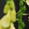 Digitalis grandiflora 'Carillon', flowers