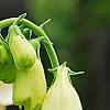 Digitalis grandiflora 'Carillon', flowers