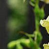 Digitalis grandiflora 'Carillon', flowers