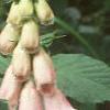 Digitalis x mertonensis, flowers