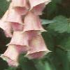 Digitalis x mertonensis, flowers