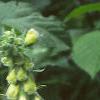 Digitalis x mertonensis, flowers