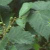 Digitalis x mertonensis, flowers